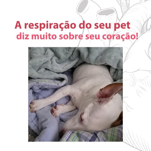 Post 10 by Animal Cor on Instagram (carousel)