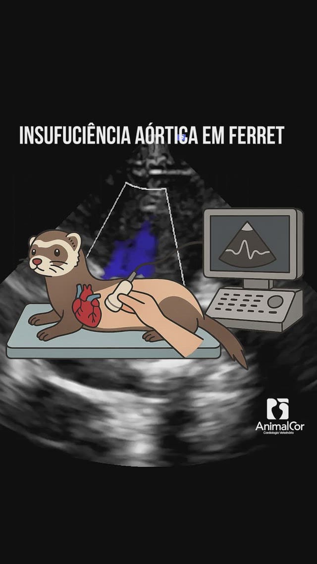 Post 7 by Animal Cor on Instagram (video)