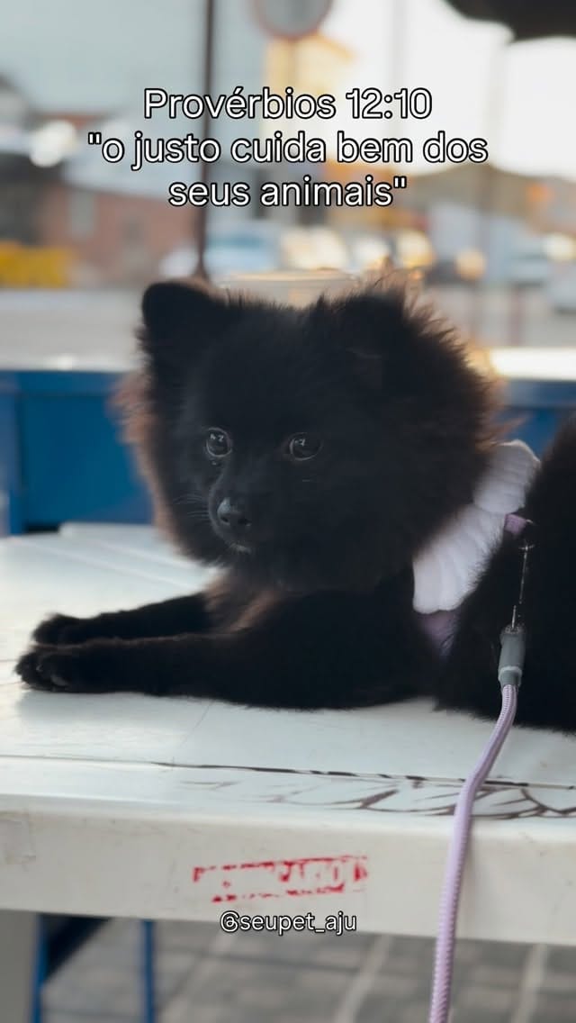 Post 6 by Seu Pet Aju 🐾🩷 on Instagram (video)