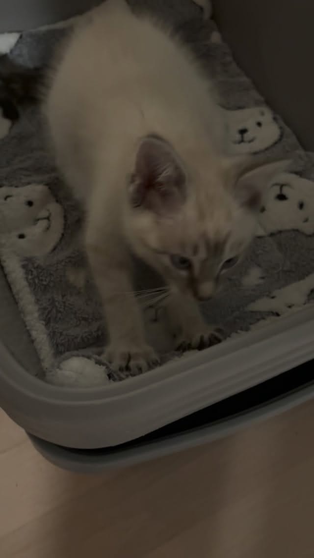 Post 6 by BREhmann’s Fosters on Instagram (video)