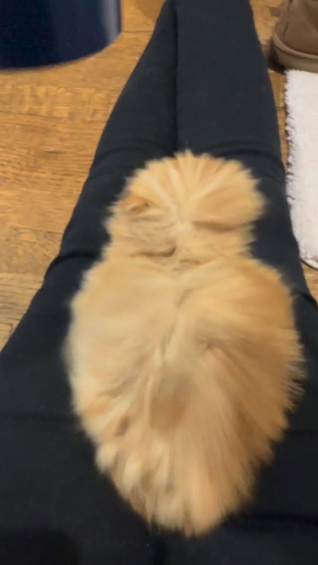 Post 2 by BREhmann’s Fosters on Instagram (video)