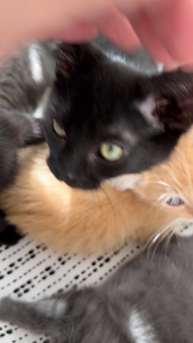 Post 7 by BREhmann’s Fosters on Instagram (video)