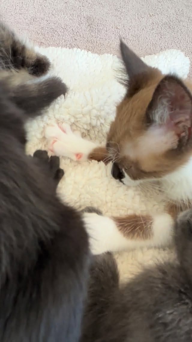 Post 8 by BREhmann’s Fosters on Instagram (video)