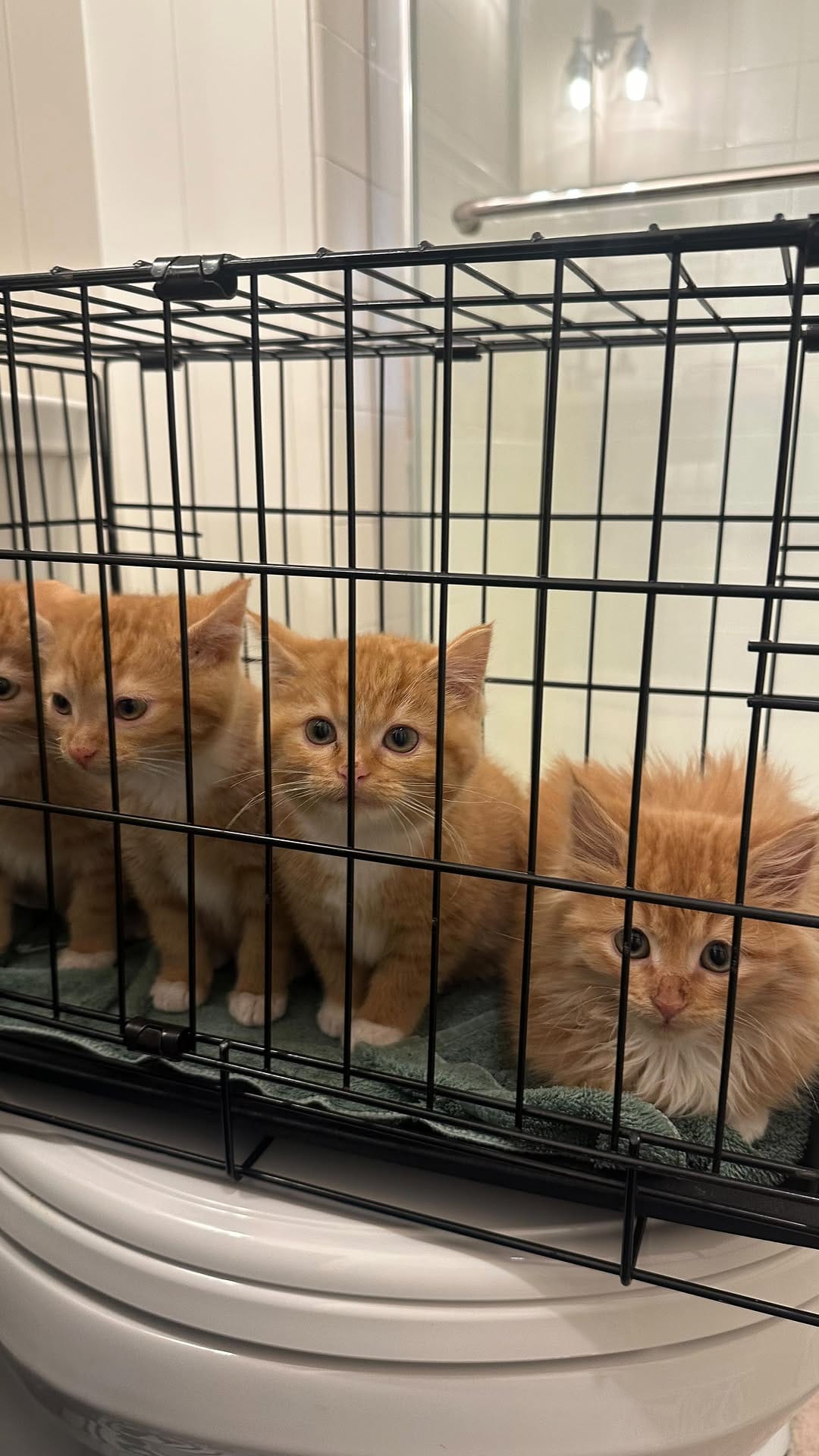 Post 1 by BREhmann’s Fosters on Instagram (video)