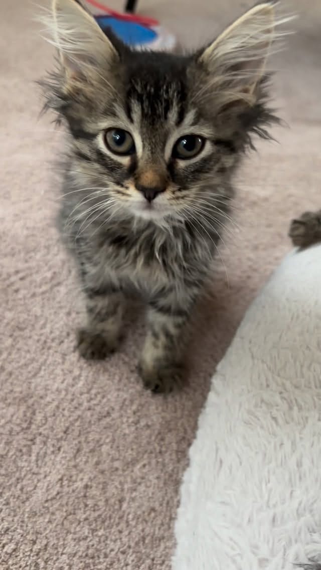 Post 10 by BREhmann’s Fosters on Instagram (video)