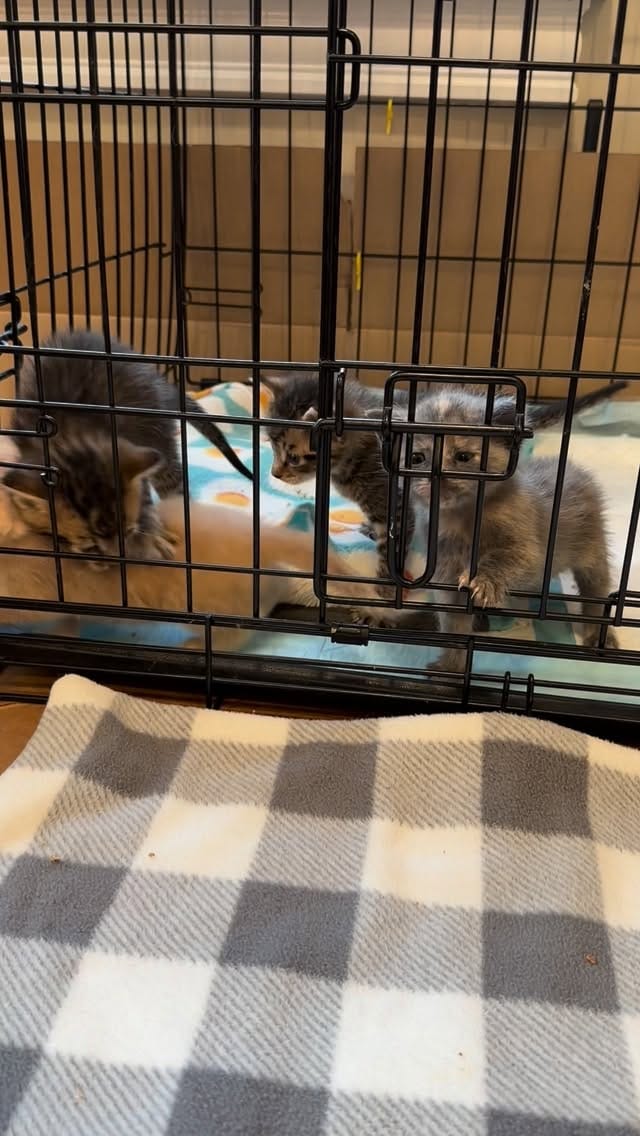 Post 9 by BREhmann’s Fosters on Instagram (video)