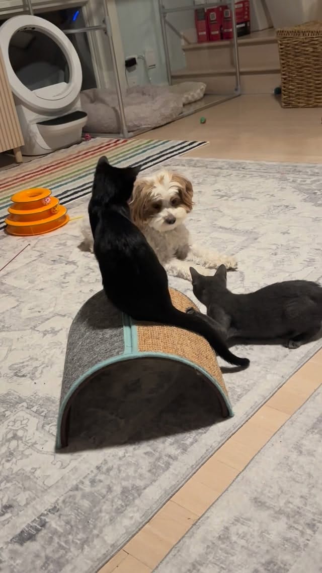 Post 4 by BREhmann’s Fosters on Instagram (video)