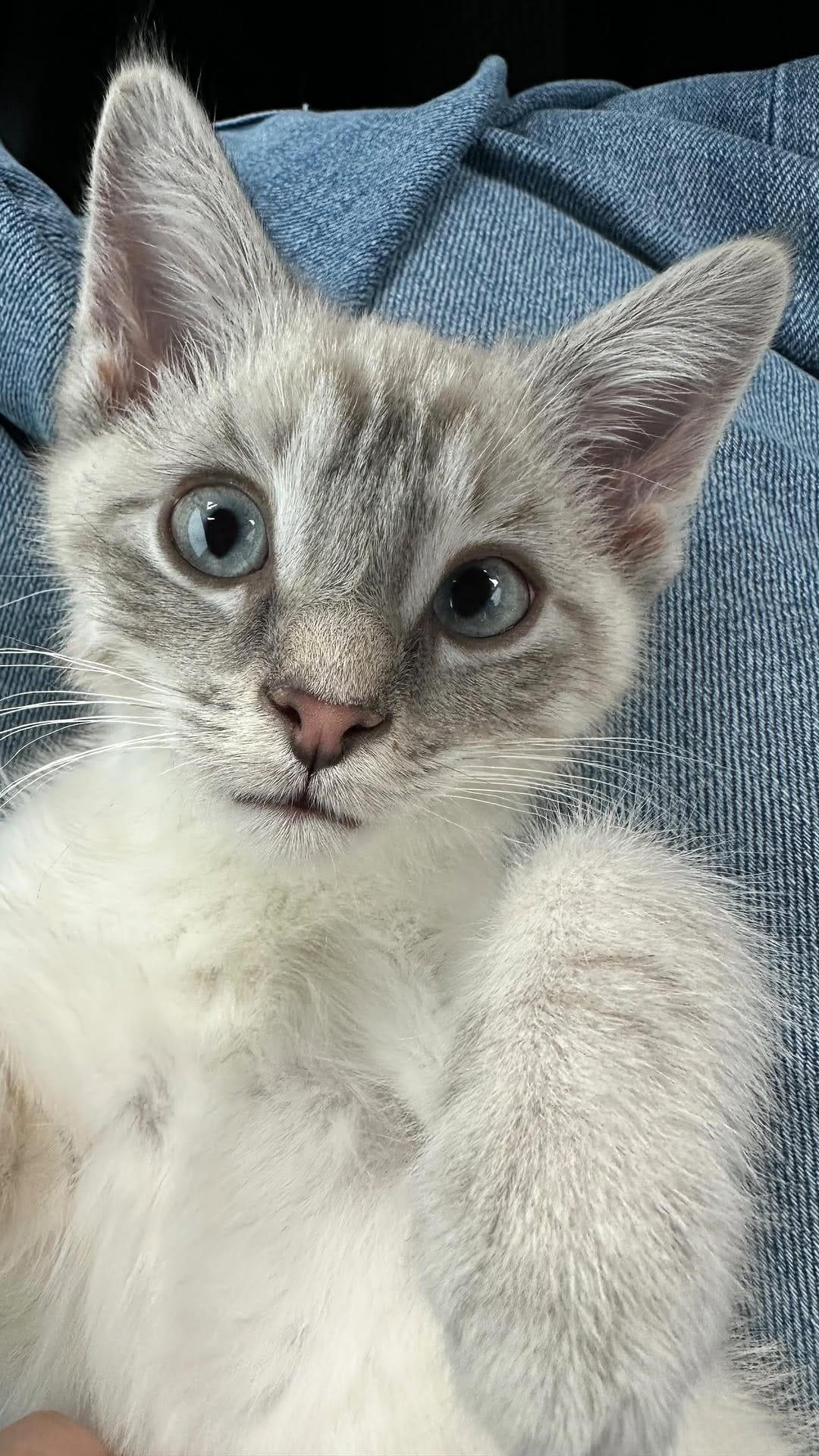 Post 5 by BREhmann’s Fosters on Instagram (video)