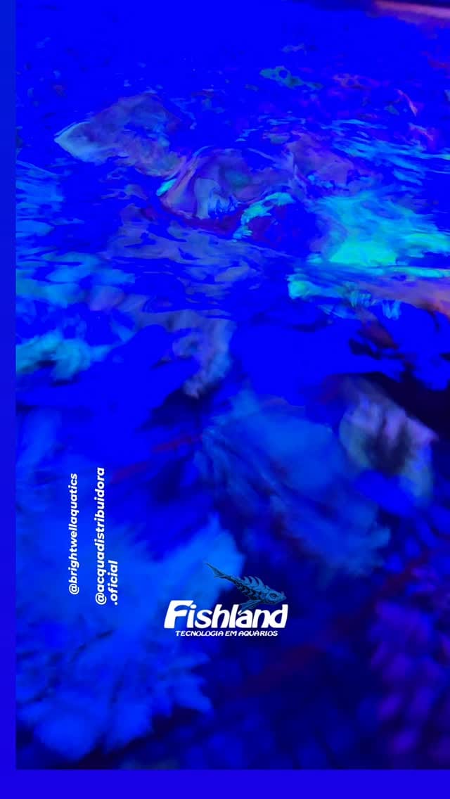 Post 7 by Fishland Aquários 🇧🇷 on Instagram (video)