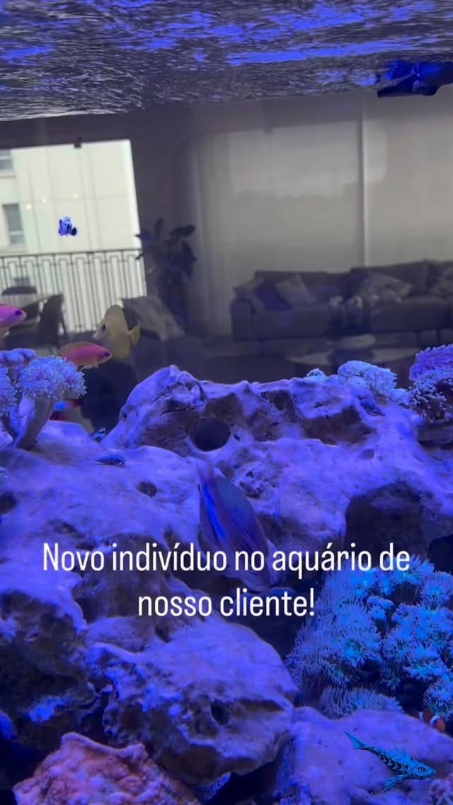 Post 4 by Fishland Aquários 🇧🇷 on Instagram (video)