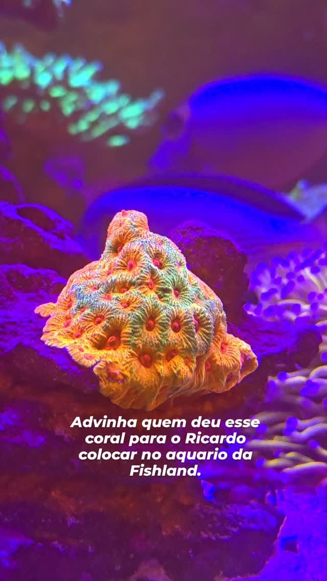 Post 6 by Fishland Aquários 🇧🇷 on Instagram (video)