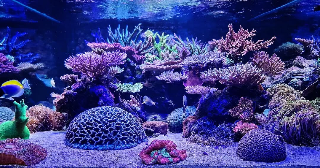 Post 10 by Fishland Aquários 🇧🇷 on Instagram (image)