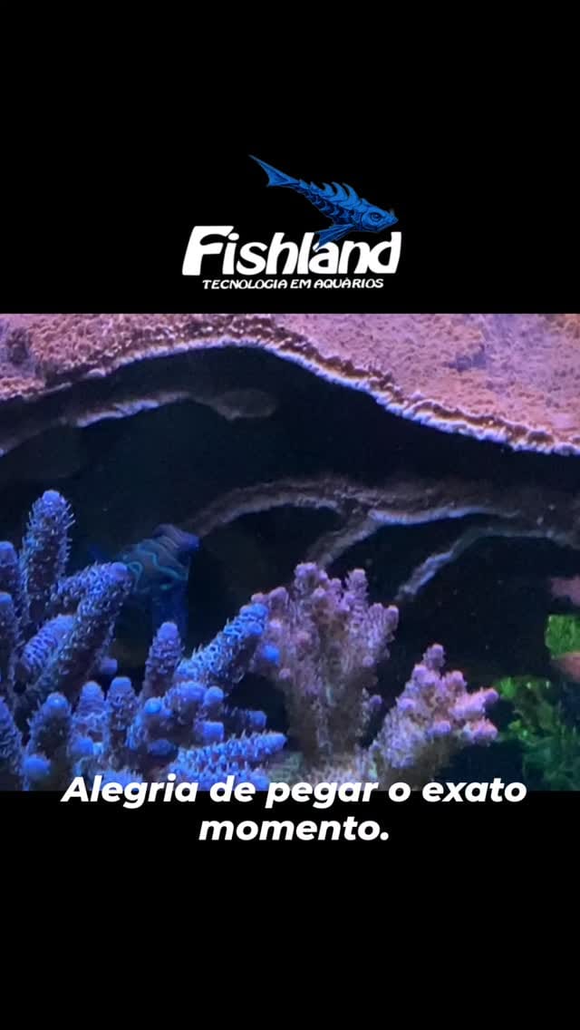 Post 2 by Fishland Aquários 🇧🇷 on Instagram (video)