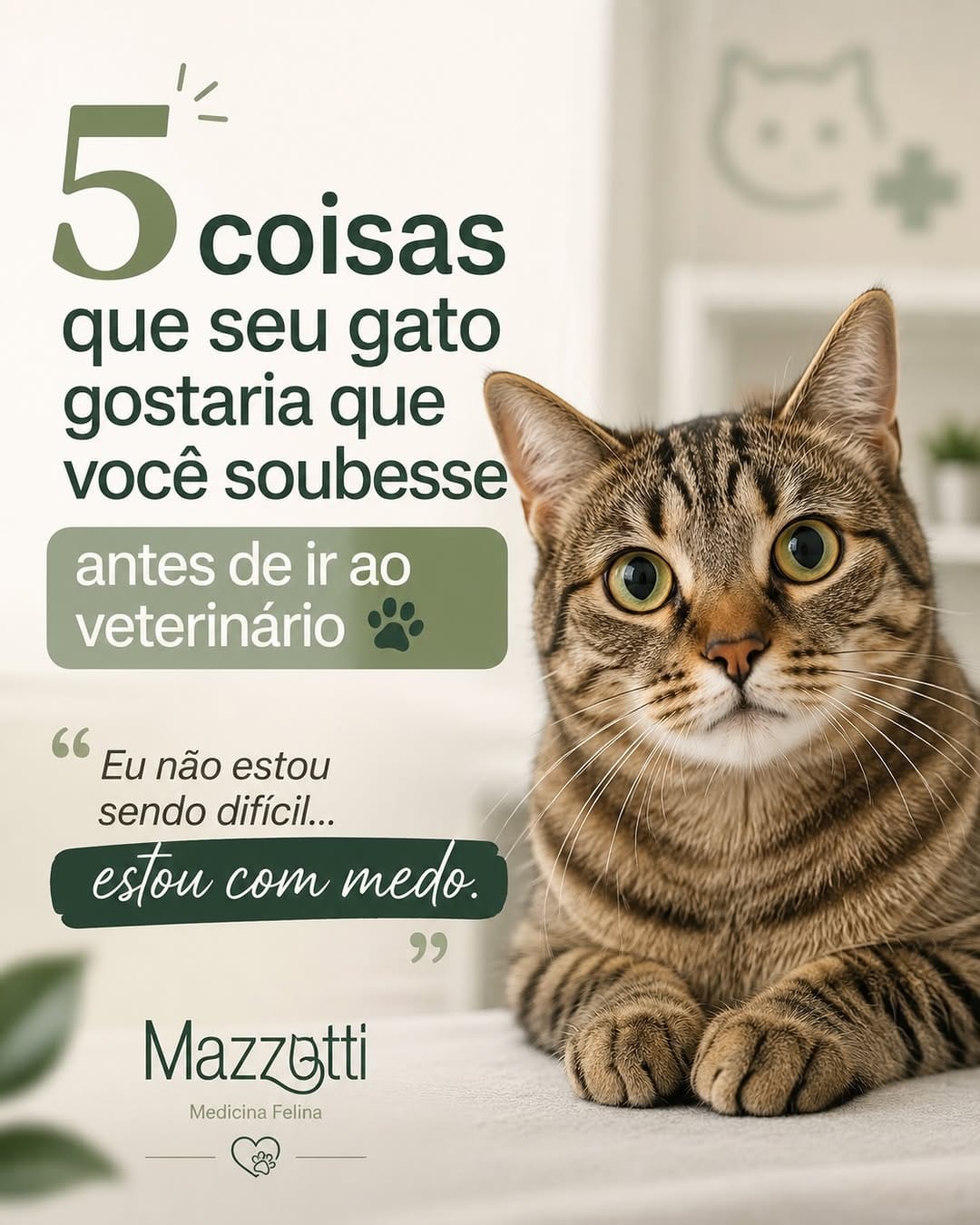 Post 4 by Mazzotti Medicina Felina on Instagram (carousel)