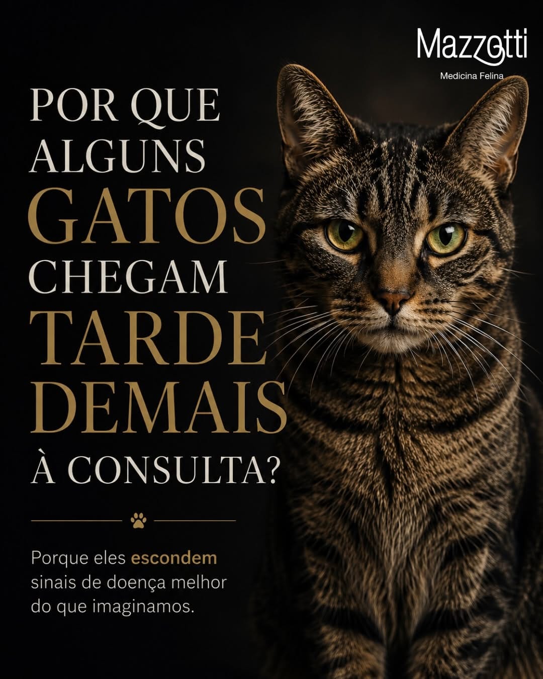 Post 2 by Mazzotti Medicina Felina on Instagram (carousel)