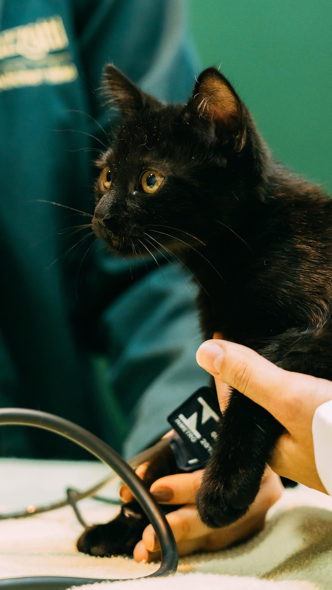 Post 10 by Mazzotti Medicina Felina on Instagram (video)