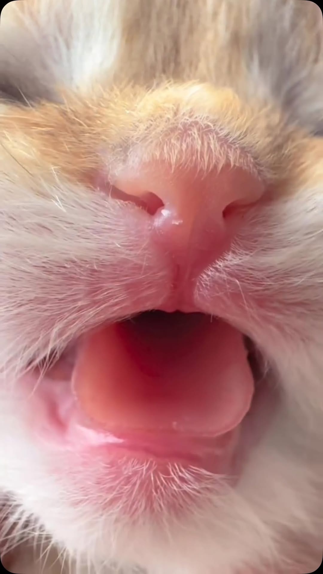 Post 1 by Salva Pet Domiciliar on Instagram (video)