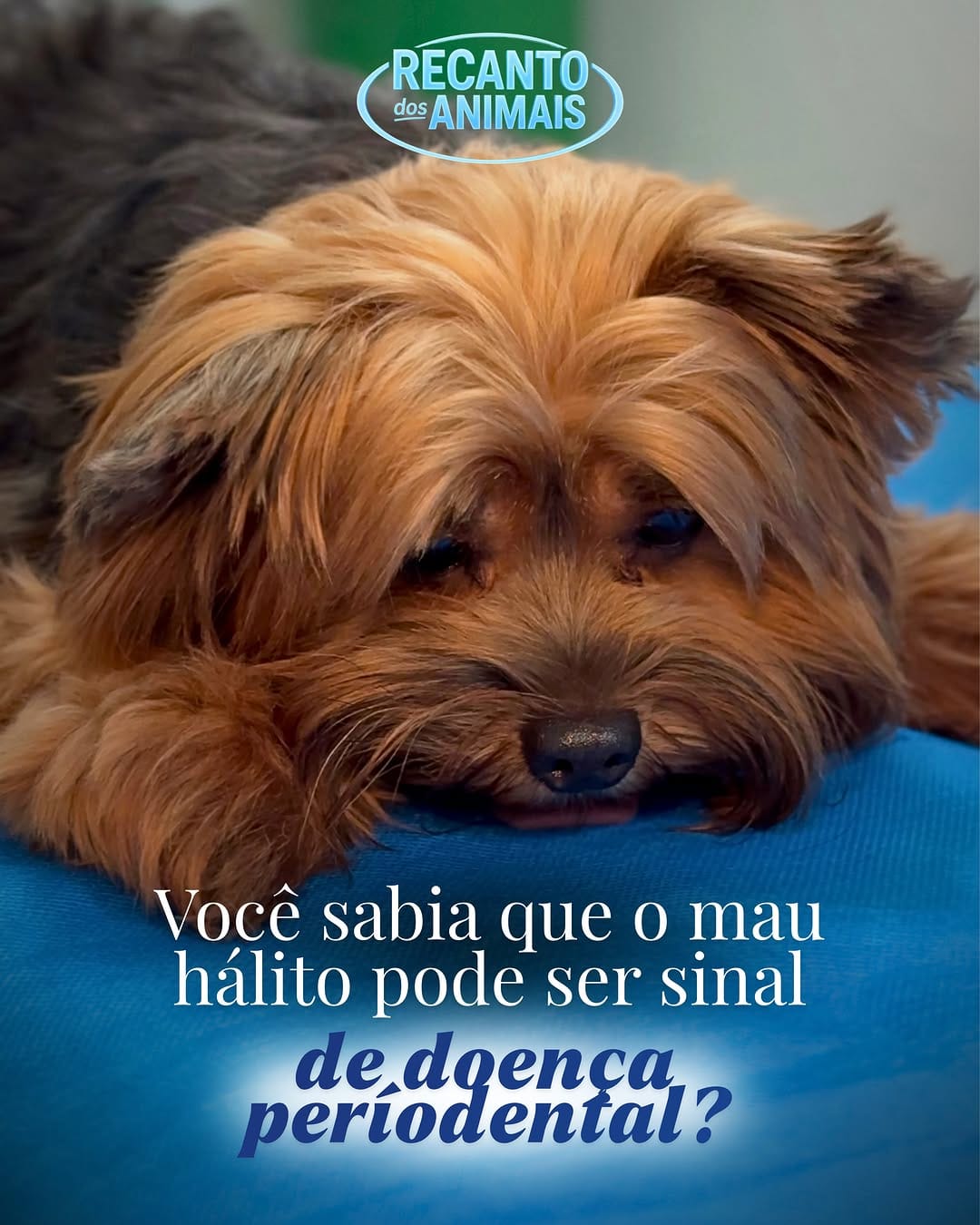 Post 1 by Recanto dos Animais ®| 24H on Instagram (carousel)