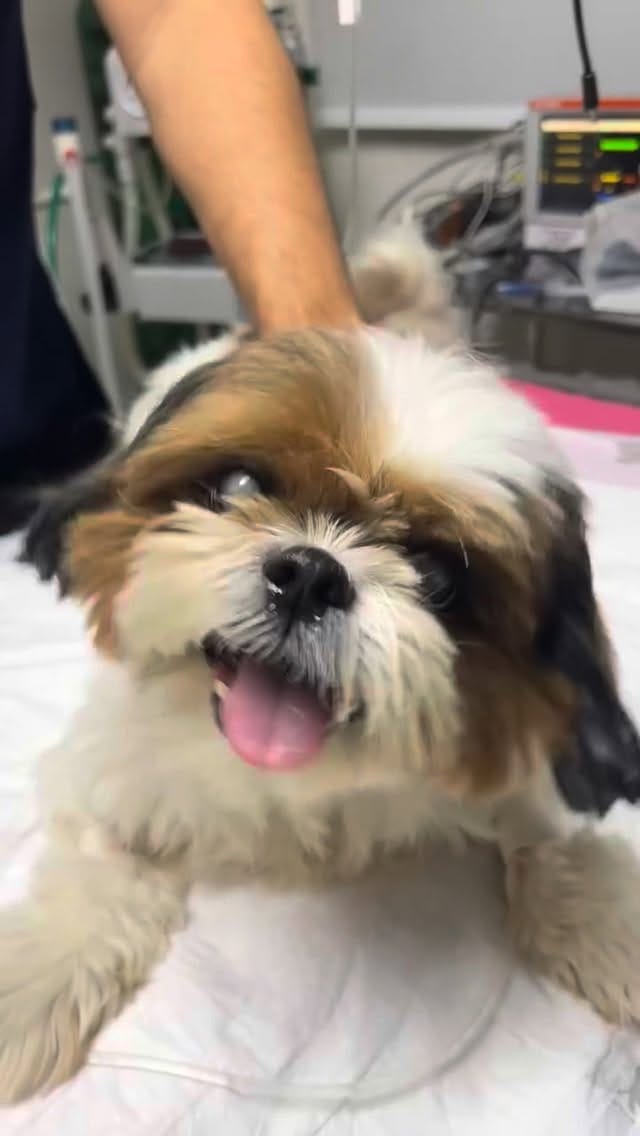 Post 1 by NOVA - Núcleo de Oftalmologia Veterinária on Instagram (video)