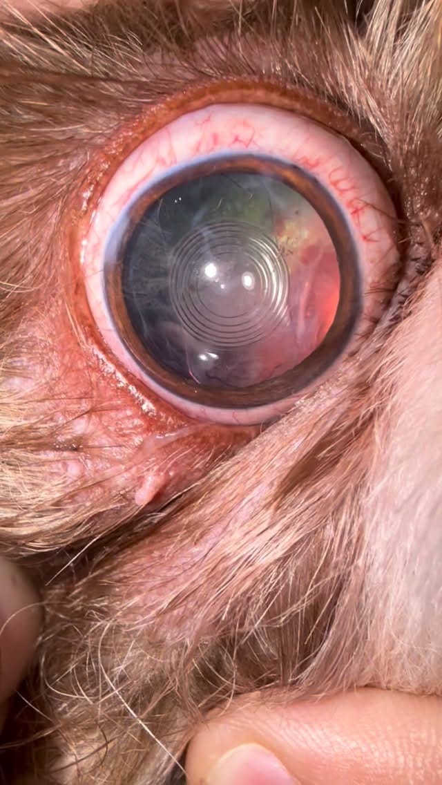 Post 6 by NOVA - Núcleo de Oftalmologia Veterinária on Instagram (video)