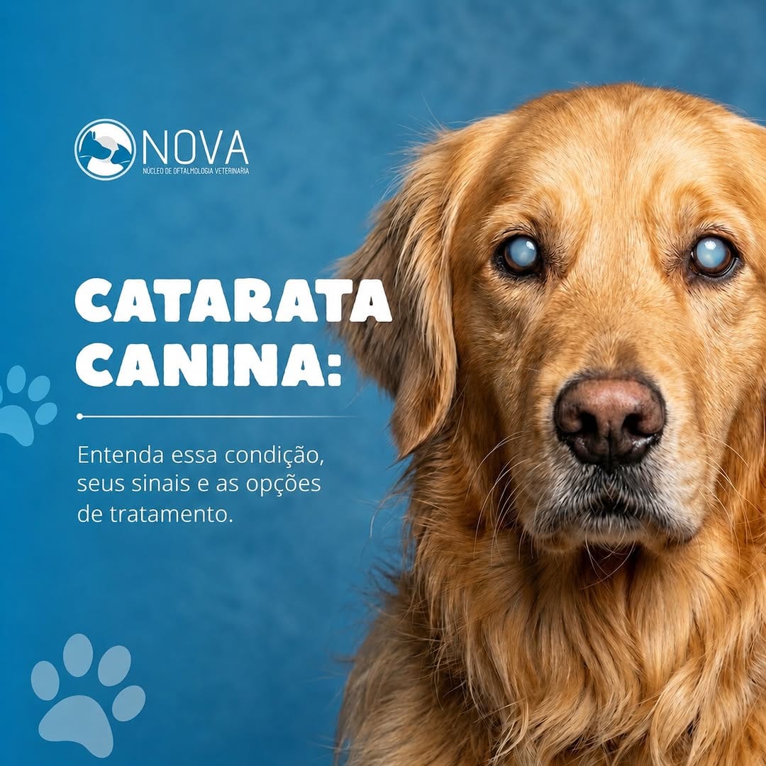 Post 4 by NOVA - Núcleo de Oftalmologia Veterinária on Instagram (image)