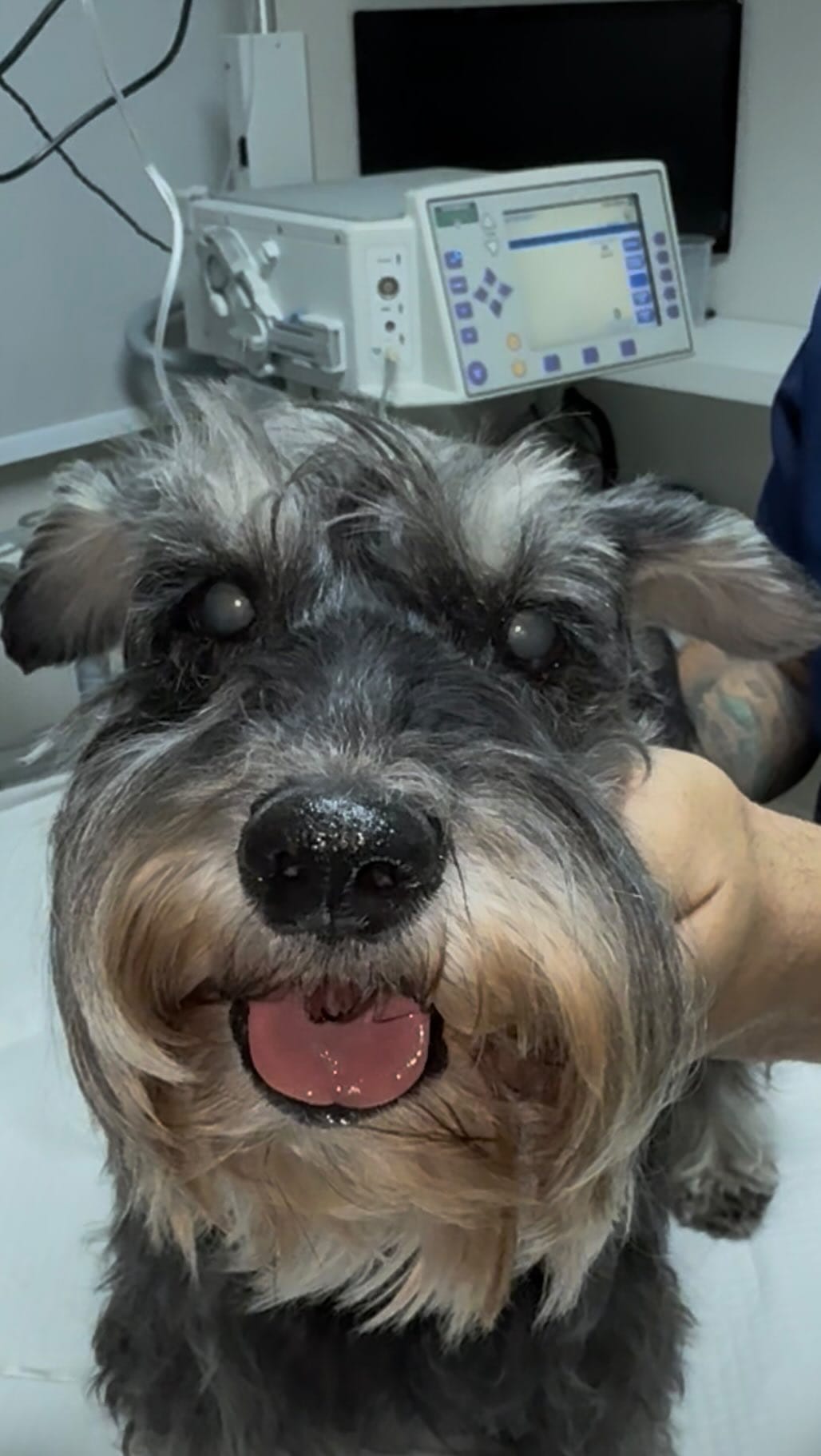 Post 8 by NOVA - Núcleo de Oftalmologia Veterinária on Instagram (video)