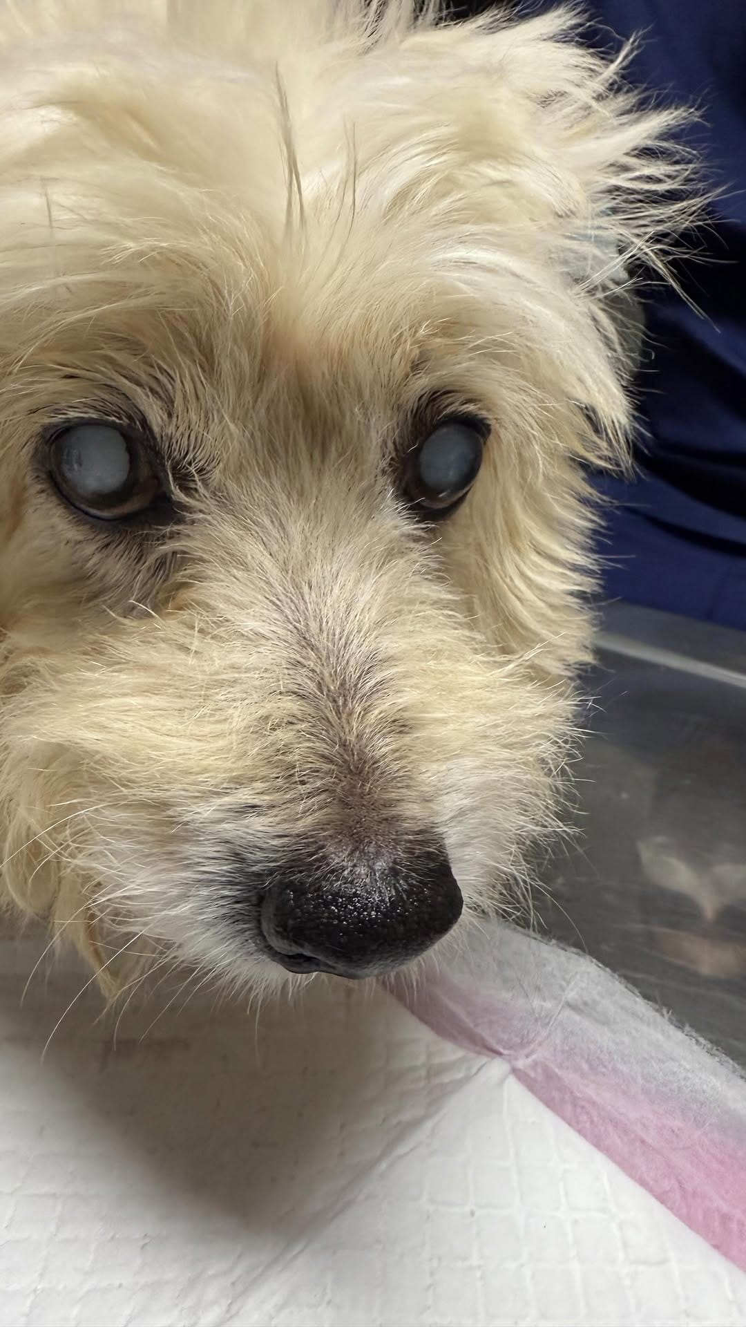Post 9 by NOVA - Núcleo de Oftalmologia Veterinária on Instagram (video)