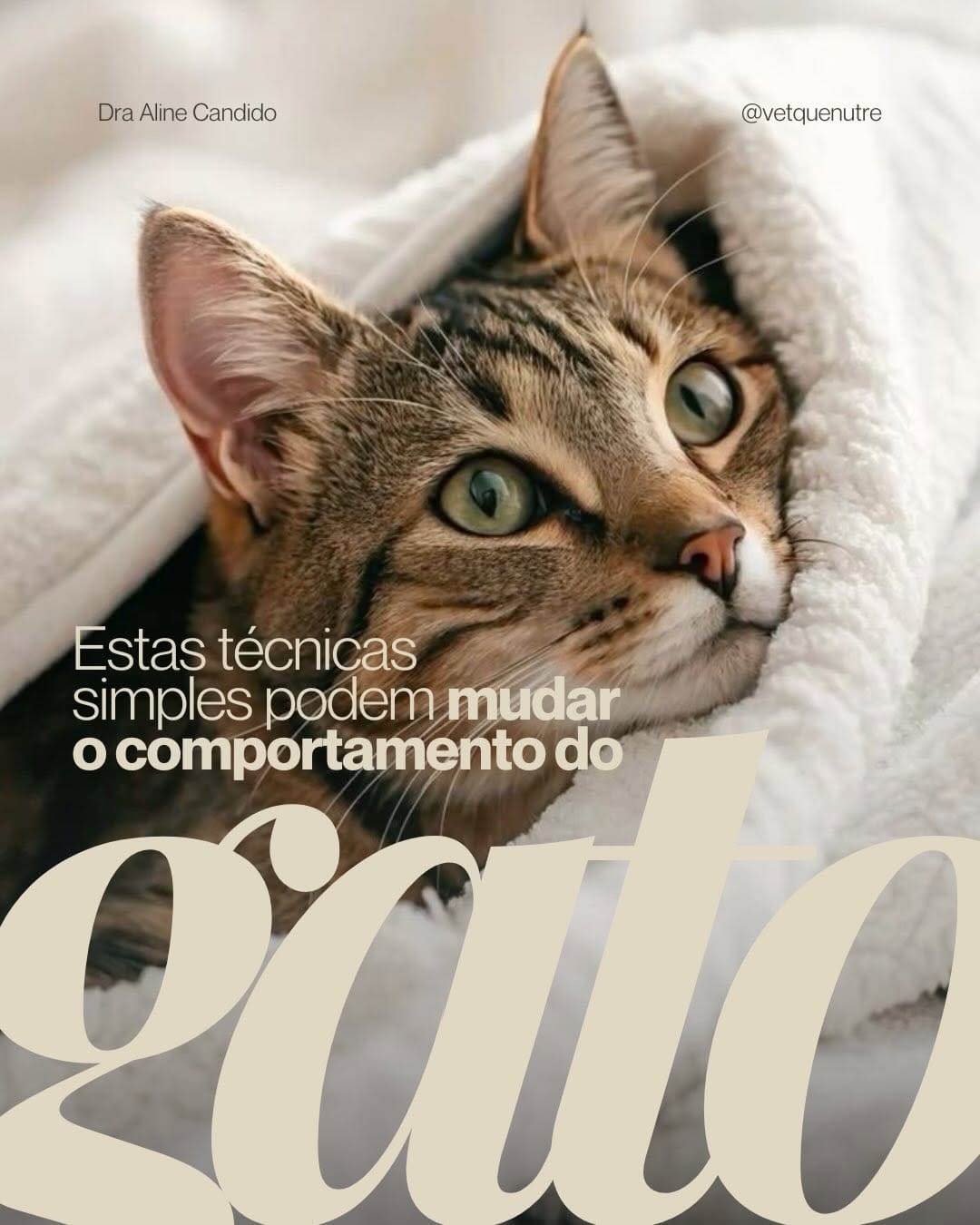 Post 6 by Aline Candido | Veterinária a domicílio Curitiba on Instagram (carousel)