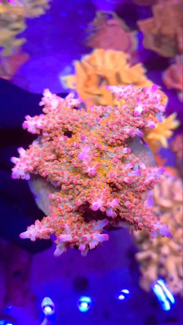 Post 4 by Triton South America on Instagram (video)