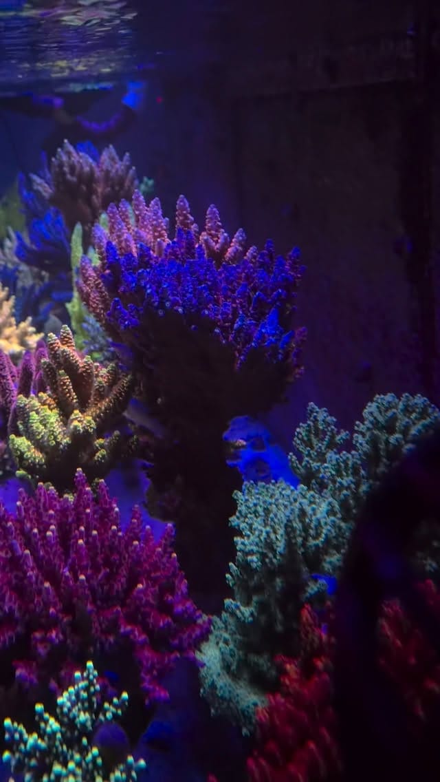Post 3 by Triton South America on Instagram (video)