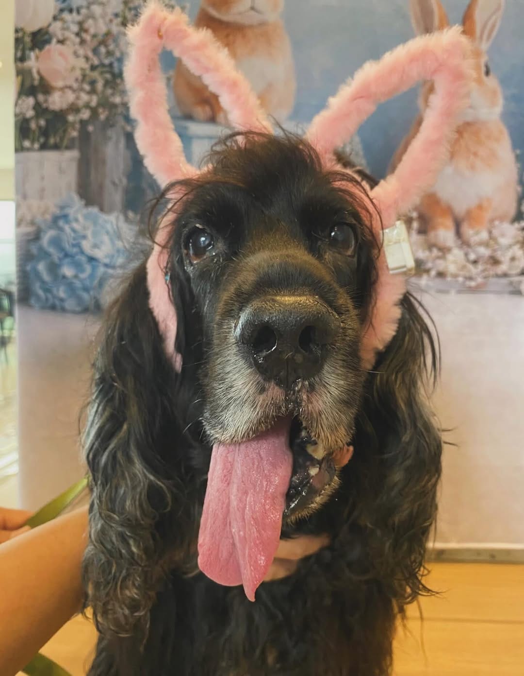 Post 7 by Hospital Veterinário Saúde Animal  (24h) on Instagram (image)