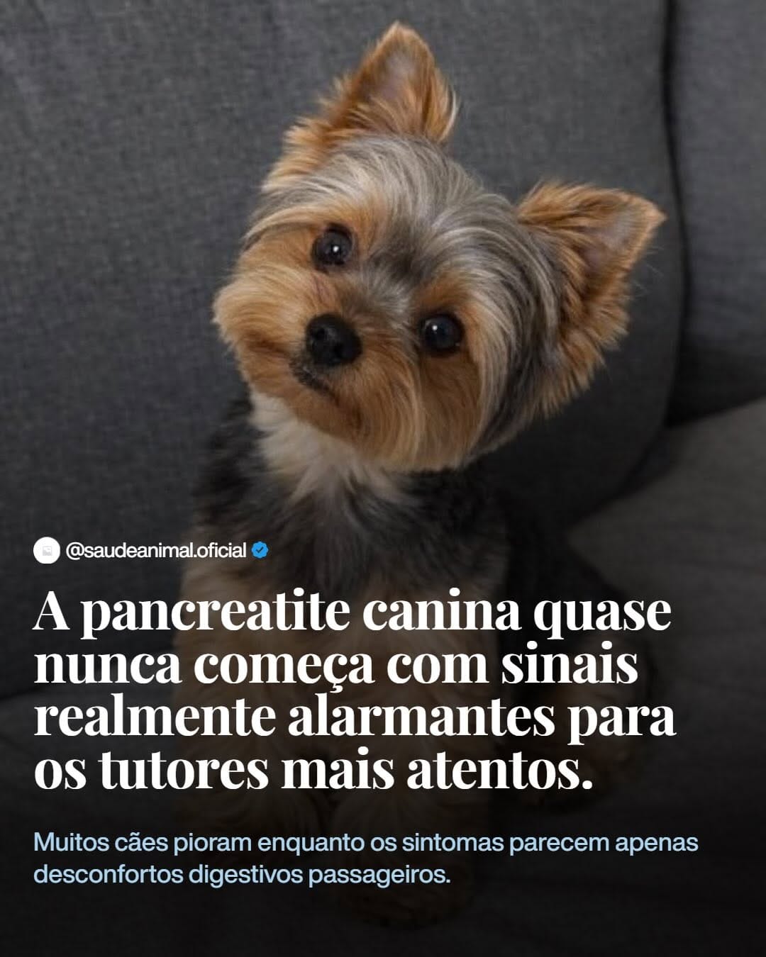 Post 5 by Hospital Veterinário Saúde Animal  (24h) on Instagram (carousel)
