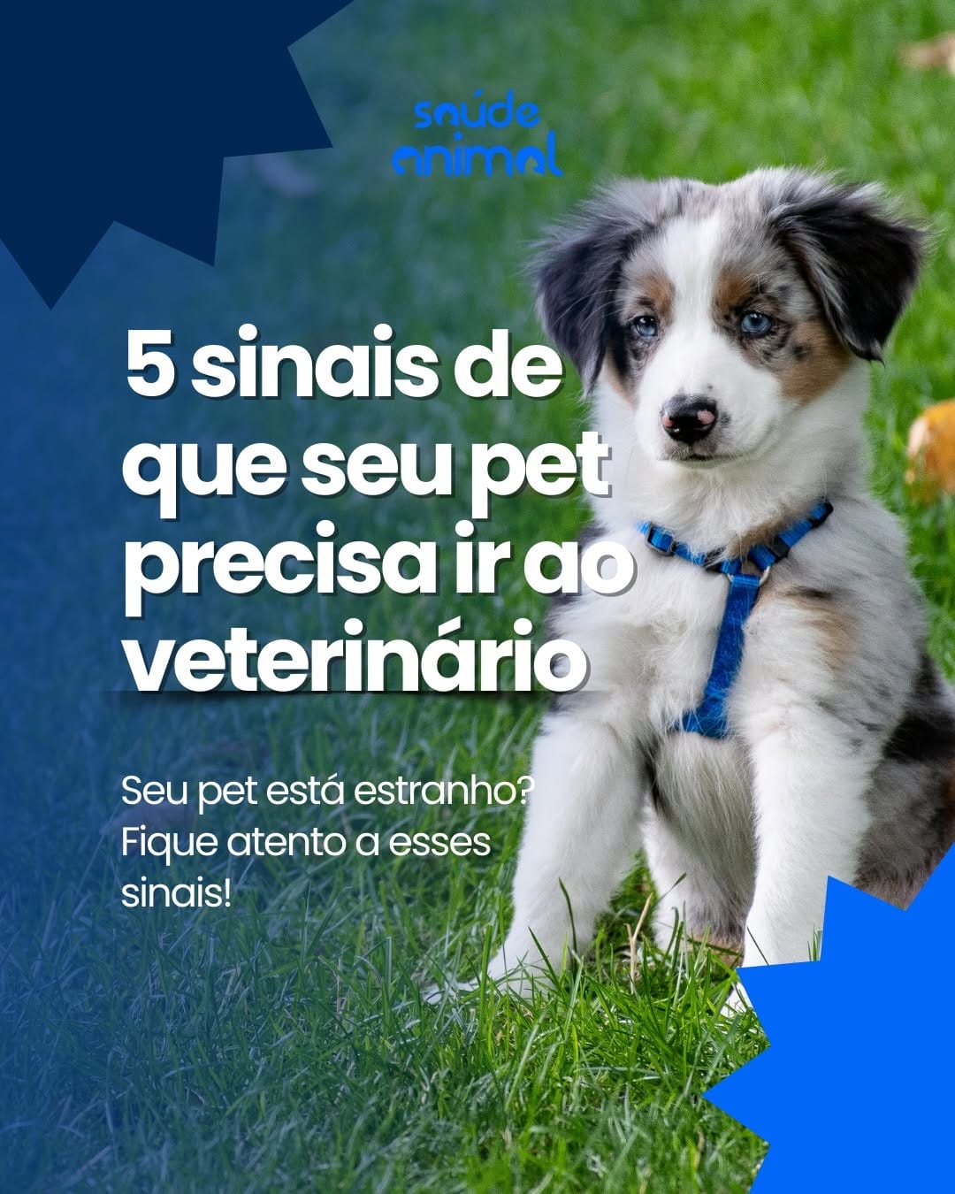 Post 9 by Hospital Veterinário Saúde Animal  (24h) on Instagram (carousel)