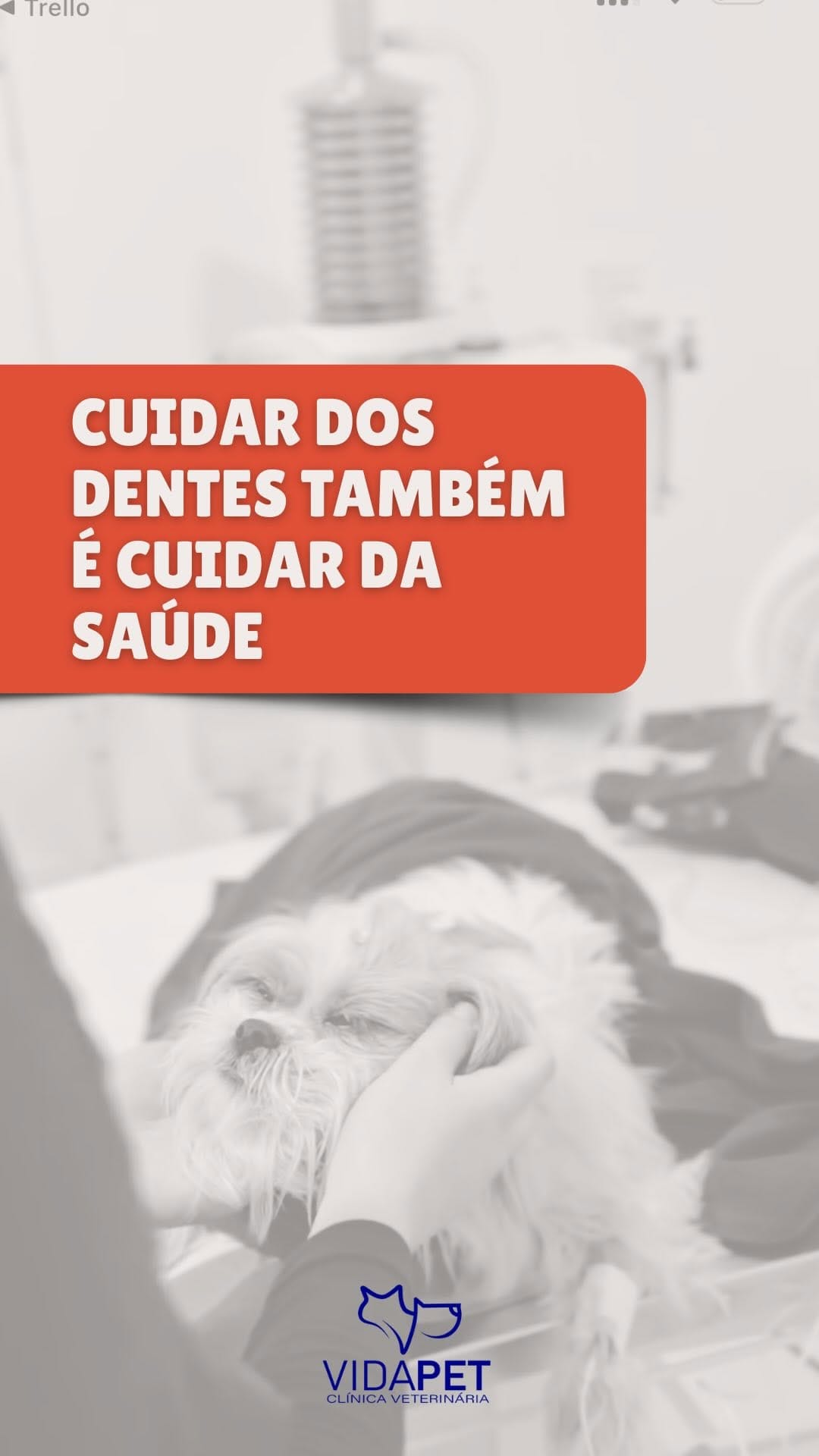 Post 8 by Kimberlly | Dentista Veterinária on Instagram (video)