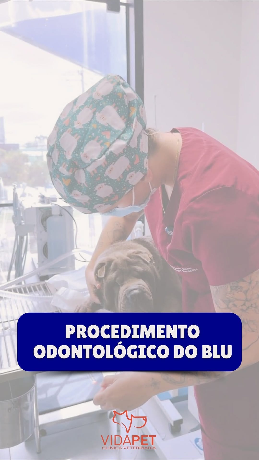 Post 3 by Kimberlly | Dentista Veterinária on Instagram (video)