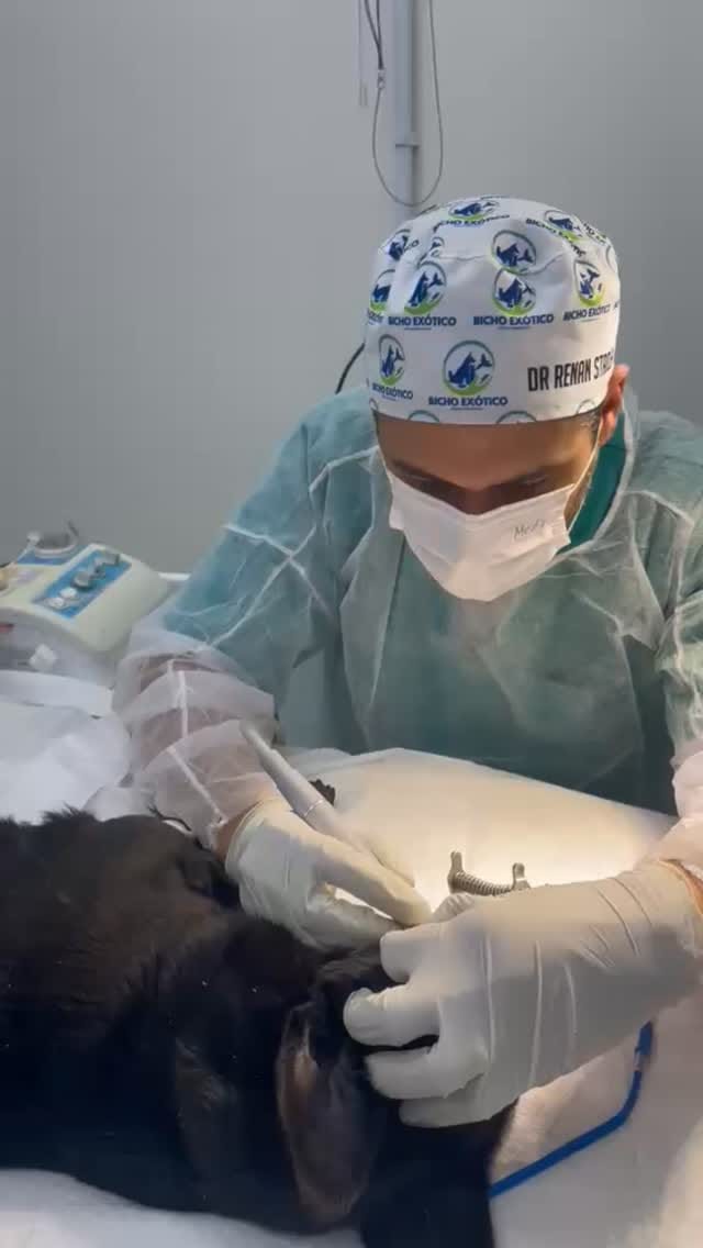 Post 3 by Veterinário🦎🦉🐶🐱 Renan Stadler on Instagram (video)