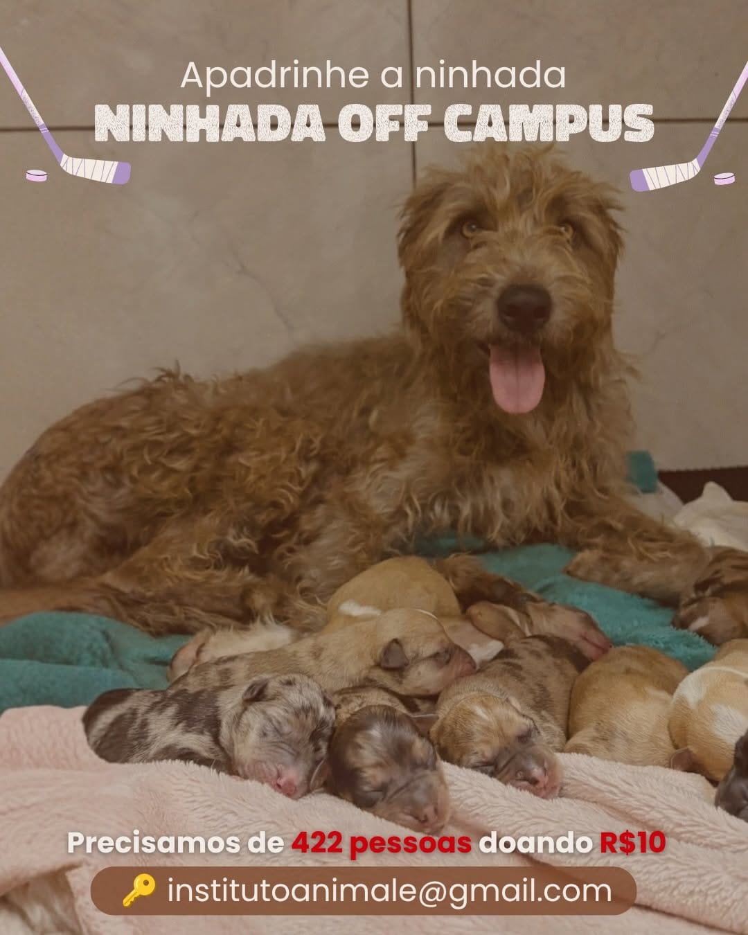 Post 3 by Instituto Animale on Instagram (carousel)