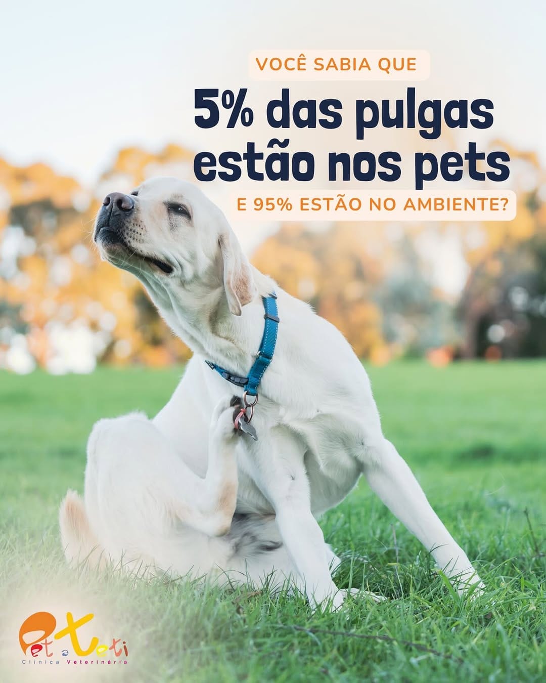 Post 5 by Pet a Teti | Clínica Veterinária on Instagram (image)