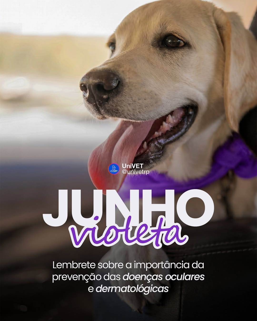 Post 6 by UNIVET on Instagram (image)