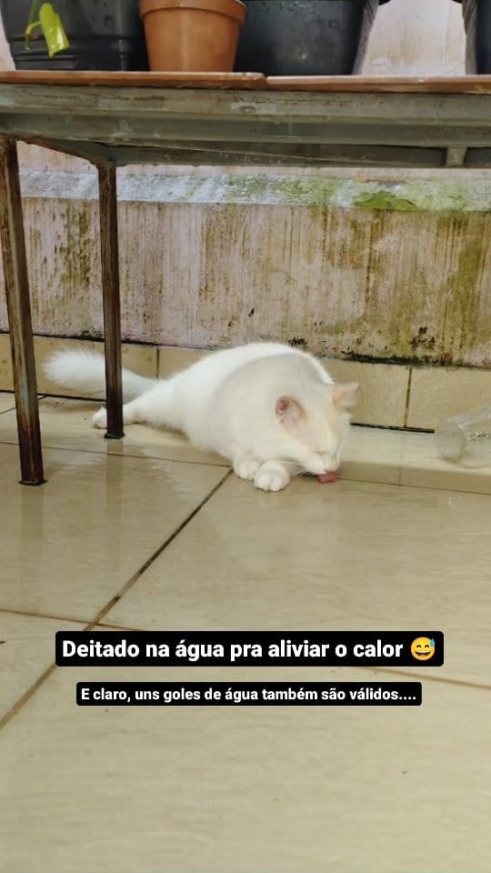 Post 5 by Pimpinho e Nico on Instagram (video)