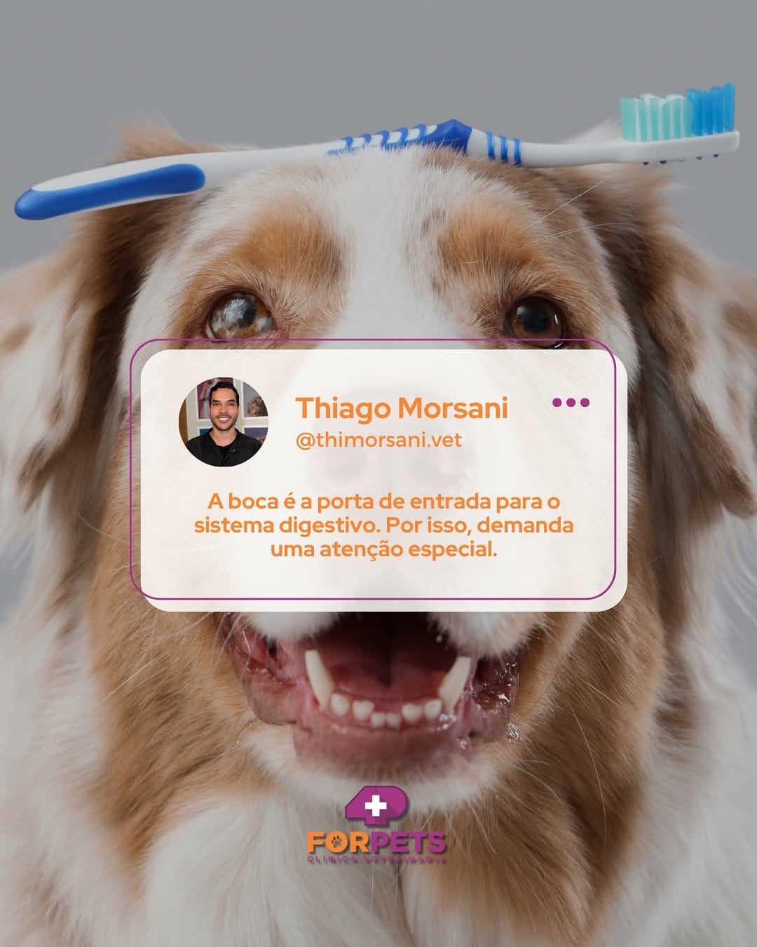 Post 5 by ForPets Clínica Veterinária on Instagram (image)