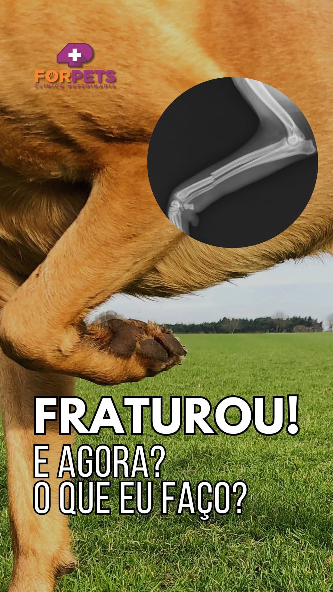 Post 7 by ForPets Clínica Veterinária on Instagram (video)