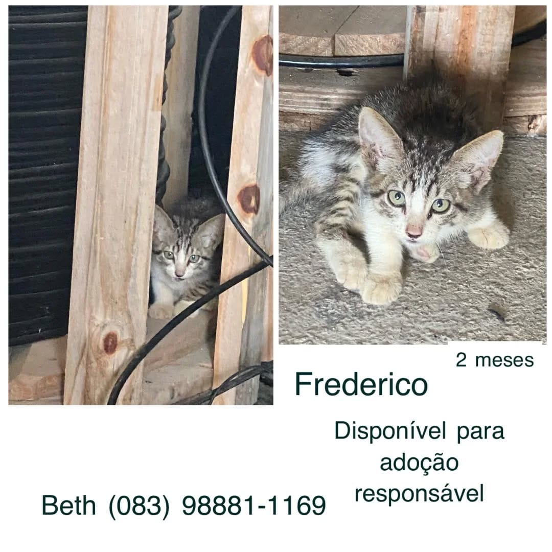 Post 2 by Adota João Pessoa on Instagram (image)