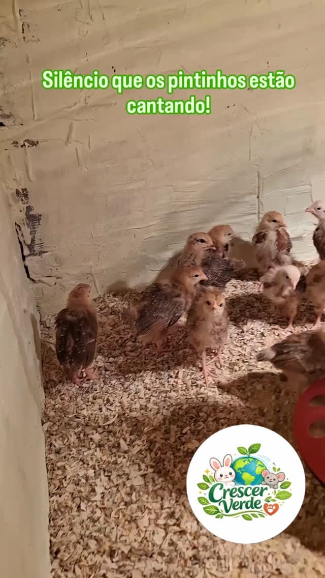 Post 5 by Bio bandeira on Instagram (video)
