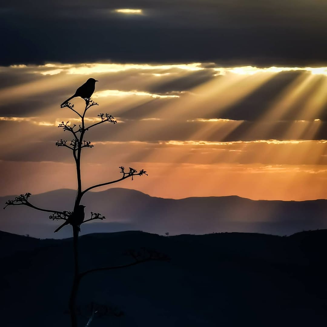 Post 9 by MARCELO VIANNA/FOTÓGRAFO on Instagram (image)