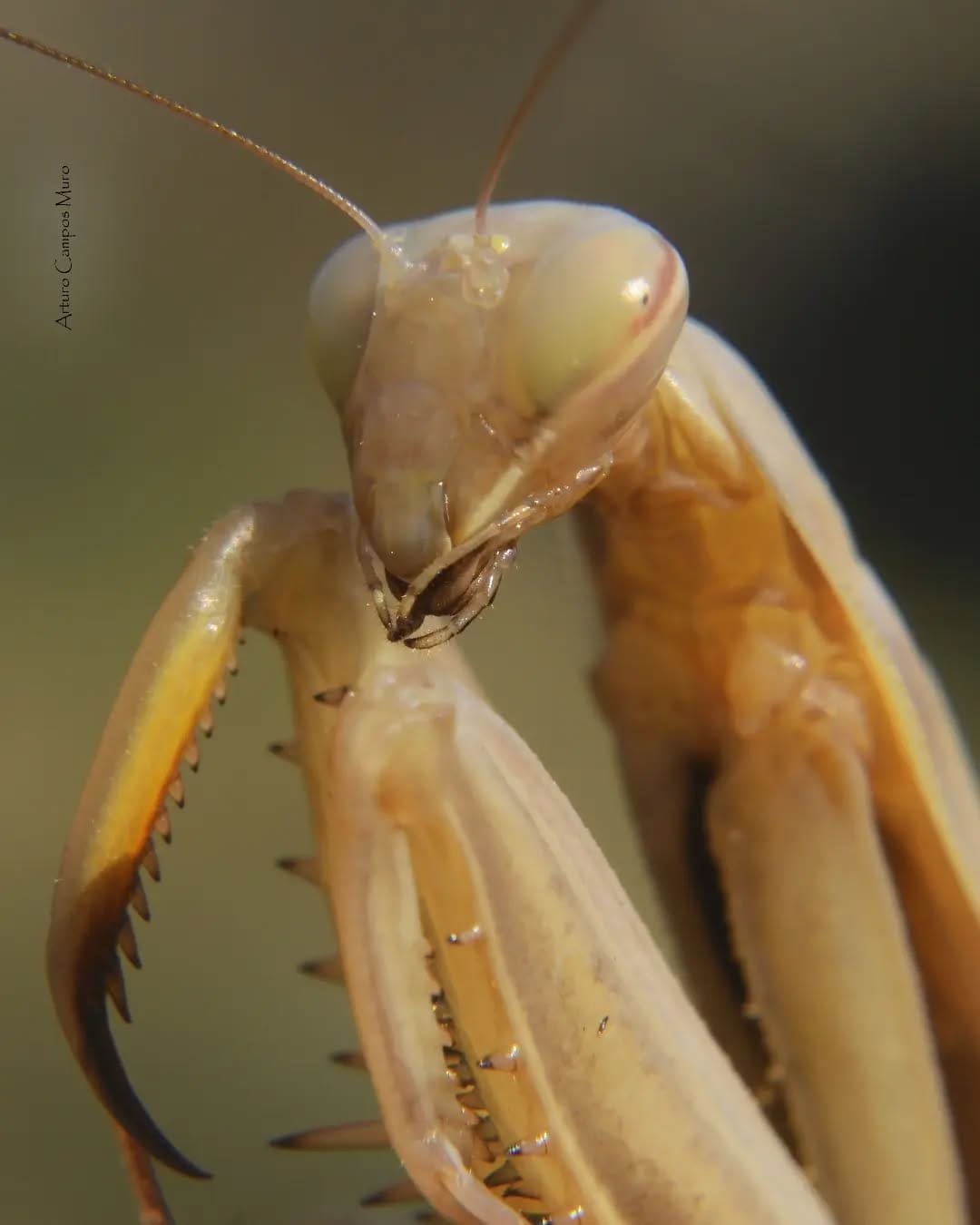 Post 2 by Arturo Campos on Instagram (image)