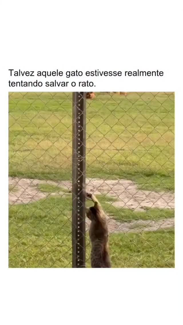 Post 5 by Geovanni Sobrinho 🦁 on Instagram (video)