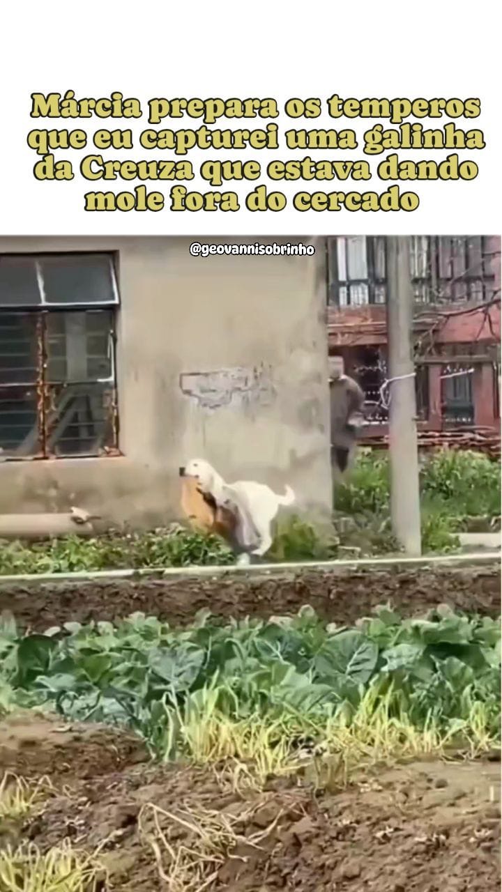 Post 9 by Geovanni Sobrinho 🦁 on Instagram (video)