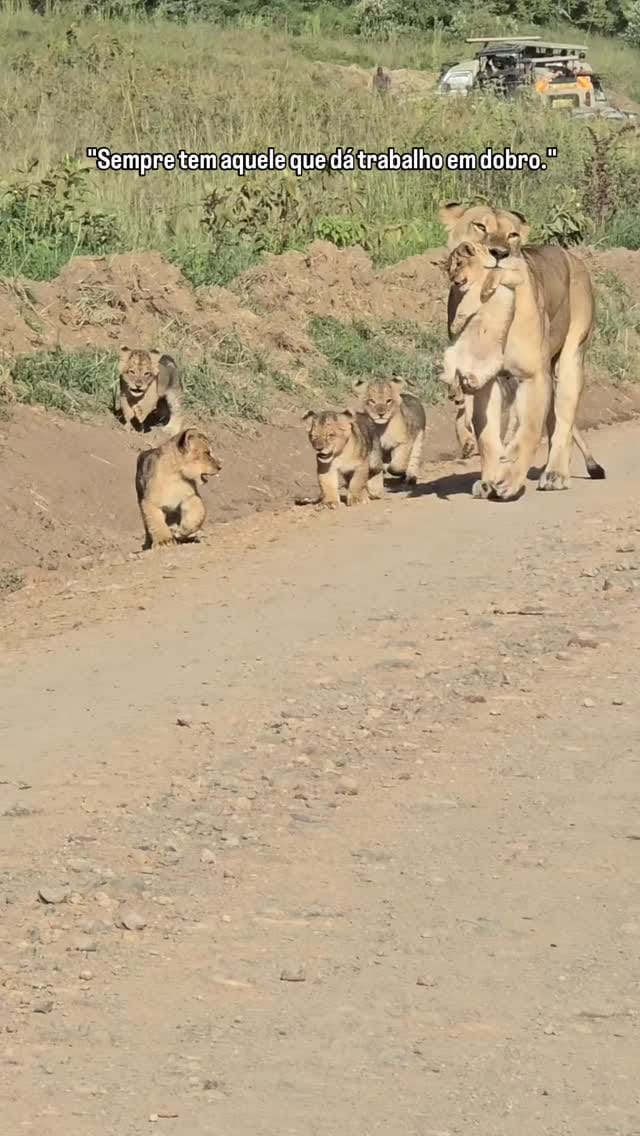 Post 2 by Geovanni Sobrinho 🦁 on Instagram (video)