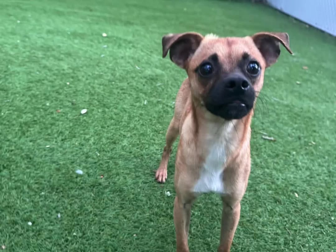 Post 2 by Texas Chihuahua Rescue on Instagram (video)